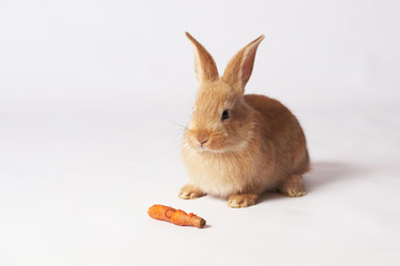 Little orange beautiful fluffy rabbit sits on the floor and look straight on a white isolated background and a carrot lies nearby