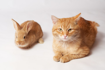 Fototapeta na wymiar Little orange fluffy rabbit and an orange beautiful cat lie on a white isolated background and look straight