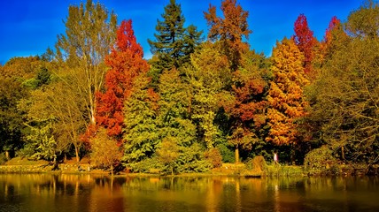 autumn in the forest