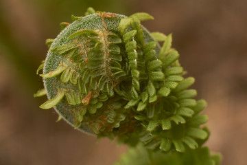 liść paproci © pinus25