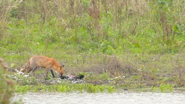 Fox looking at a Great Cormorant prey of an Eagle he chased away at the shore of a lake in the Oostvaardersplassen in Flevoland, The Netherlands.
