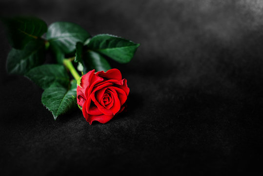 Red rose on black background postcard with copy space