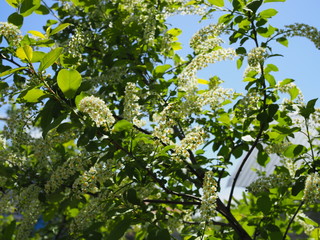 branch of bird cherry in front of blue sky. Copy space