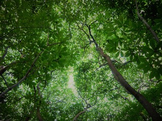 Fototapeta premium Background: Leaves of a tree in front of the blue sky 