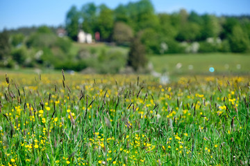 Closeup of the beautiful natural springtime meadow on the Heldenwiese in Lauf an der Pegnitz. Seen in Germany / Bavaria in May.