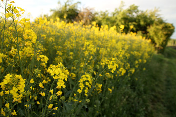 blooming green fields with bright rapeseed flowers, blue sky, natural landscape, concept of beauty of nature, ecology, environment, agricultural, background for designer