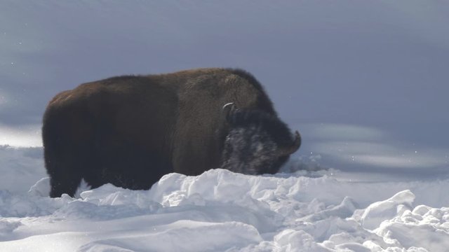 side view shot of a bison moving winter snow with its head at yellowstone national park in wyoming, usa