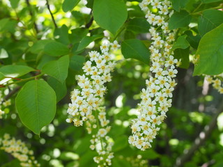 Bird cherry closeup with selective focus and shallow depth of field. Focus is on the central part of the image. Bird-cherry tree