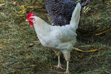 Hens of various breeds in the village on the nature. White curious chicken.