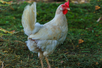Hens of various breeds in the village on the nature. White curious chicken.