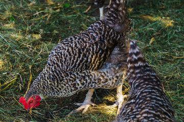 Poultry hens. Hens of various breeds in the village in nature.