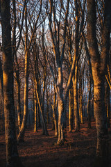The setting sun among the beech trees of the beech forest of Mount Cimino, Italy