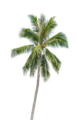 Fototapeta na wymiar Isolated coconut trees on a white background with clipping path.