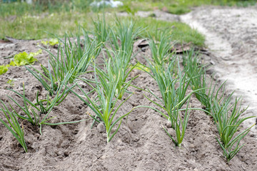 Spring garden plants. young onion leaves grow in a row on a bed on the ground in the garden. home farming
