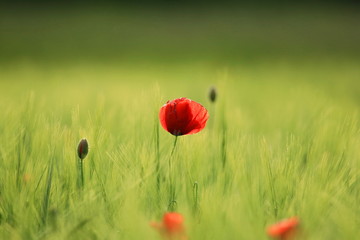 Red poppy flower in green field 
