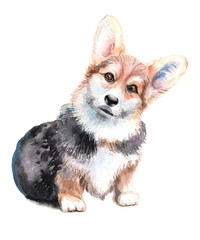 Watercolor illustration of a dog on an isolated white background. Puppies of a German shepherd, beagle, corgi, bulldog, labrador. Cute pets. Hand-drawn pets.