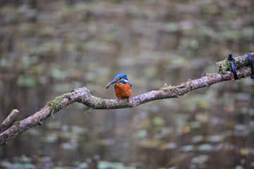 Kingfisher on. Branch