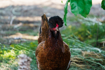 hens of various breeds in the village on the nature.