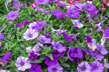 Petunia deep blue-violet are blooming and prolific flowering consistently all summer, Nature photos. Selective focus.