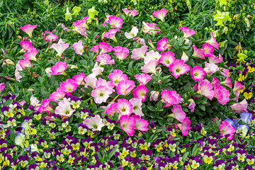 Petunia pink-white is blooming and prolific flowering consistently all summer, Nature photos. Selective focus.