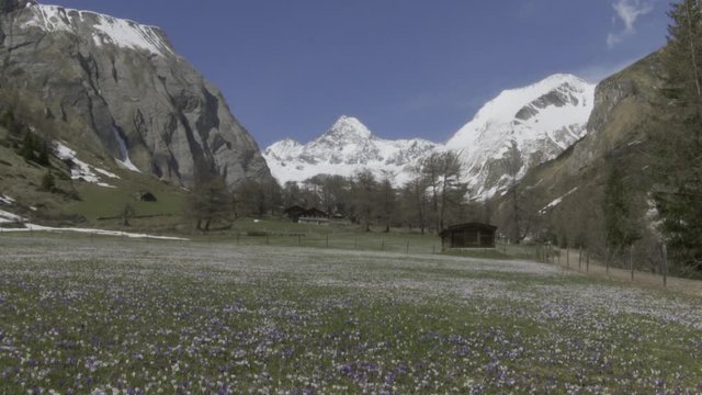 Krokus, Krokusse, Blume, Blumen, Bl&uuml;te, Bl&uuml;tenmeer, Blumenwiese, Fr&uuml;hling, Fr&uuml;hbl&uuml;her, Wiese, Almwiese, Gro&szlig;glockner, Alm, Hochtal, K&ouml;dnitztal, J&ouml;rgnalm, Almh&uuml;tten, Haus, Nationalpark, Hohe Tauern, Lu