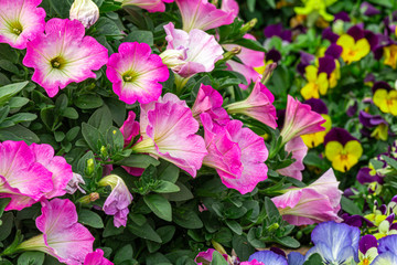 Petunia pink-white is blooming and prolific flowering consistently all summer, Nature photos. Selective focus.