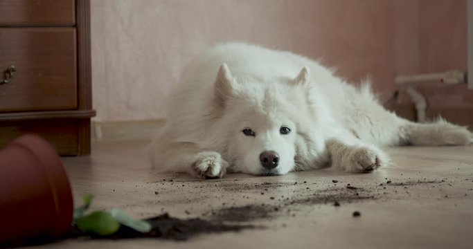 Guilty dog on the floor next to an overturned flower