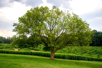 Fototapeta premium On a Hill
