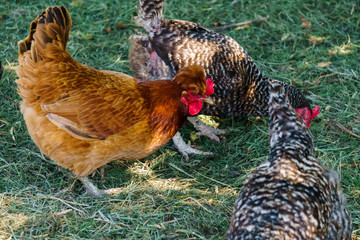 hens of various breeds in the village on the nature.
