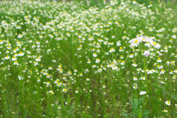 Fototapeta premium 野原のハルジオン - Philadelphia fleabane flowers in the field