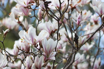 Magnolia flowers
