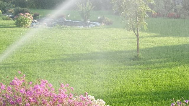 
Sprinkler watering the lawn and garden. Rowan in raindrops. Sunny summer day. Foliage and flowers are lit by the sun.