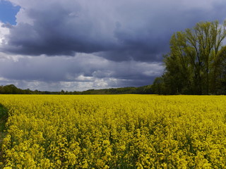 Rapeseed Field with bad wheater
