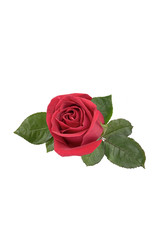 Fototapeta premium red rose isolated on white