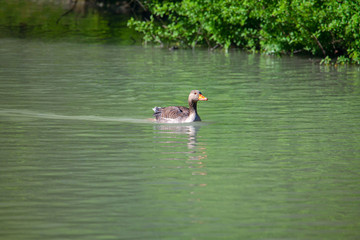 Greylag Goose swimming on the lake water 