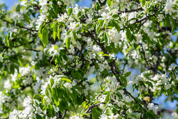 Fototapeta premium Blooming apple tree in sunny day spring time in a park. Background