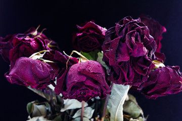 dried roses on a black background