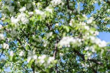 Blurred background with bokeh of blooming apple tree in sunny day spring time in a park. Unfocused