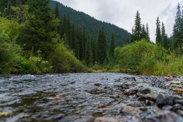 Obraz premium A small river in the forest in summer