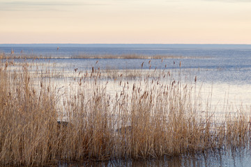reed near the shore of Lake LadogaLeningrad region, Russia