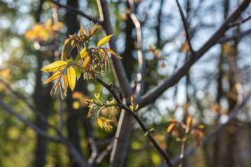 Young shoots of a tree.