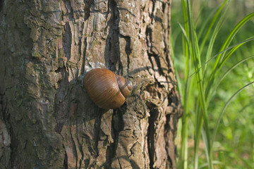 Spiral shell, forest snail house on a pine tree trunk.
