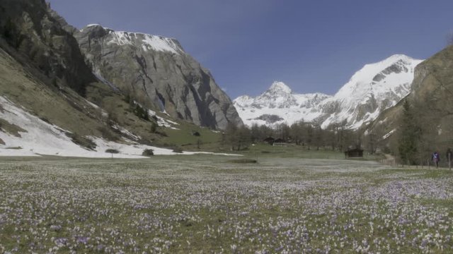 Krokus, Krokusse, Blume, Blumen, Bl&uuml;te, Bl&uuml;tenmeer, Blumenwiese, Fr&uuml;hling, Fr&uuml;hbl&uuml;her, Wiese, Almwiese, Gro&szlig;glockner, Alm, Hochtal, K&ouml;dnitztal, J&ouml;rgnalm, Almh&uuml;tten, Haus, Nationalpark, Hohe Tauern, Lu