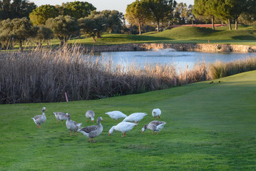 Campo de golf en la provincia de Cadiz © gurb101088