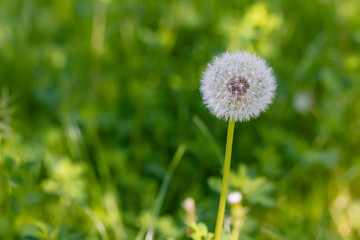 Fluffy dandelion in the field