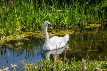 Naklejka na ściany i meble A swan swimming in a stream, in the spring sunshine