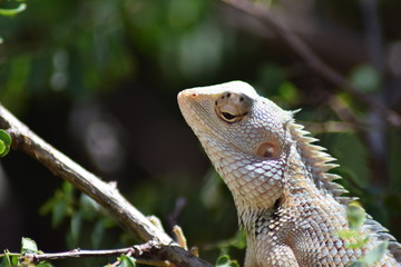 Learded Dragon Lizard On Tree