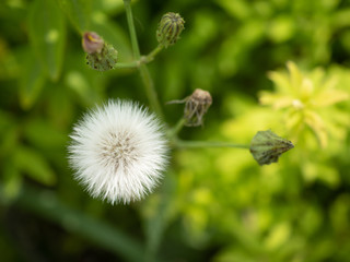 野原の草の綿毛