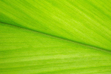 Green Leaves background