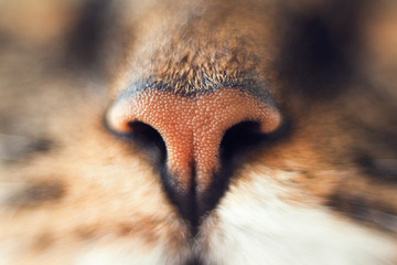 Cat's nose, very lose up. Brown nose. Nose of the cat